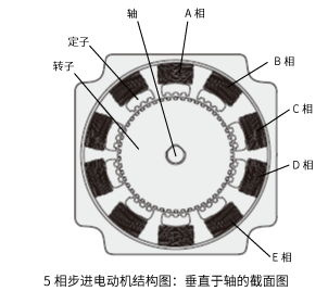 5相電動(dòng)機(jī)結(jié)構(gòu)圖：與軸垂直的剖面圖